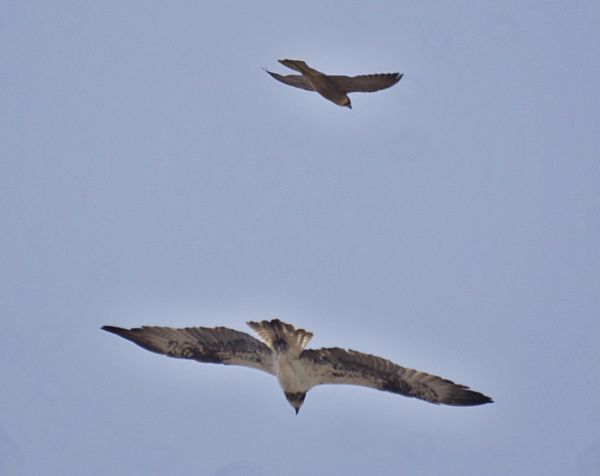 Barbary falcon & Osprey