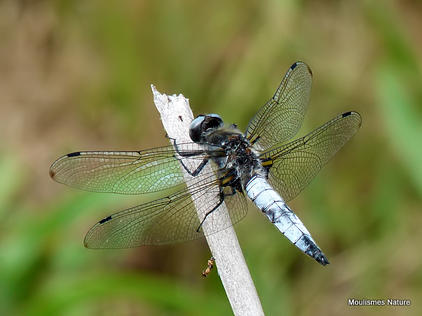 Scarce Chaser male