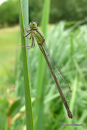 Blue-tailed Damselfly female infuscans
