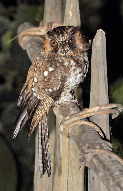 Mountain Owlet-Nightjar