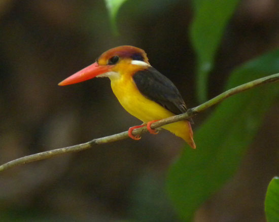 Black-backed Dwarf-kingfisher