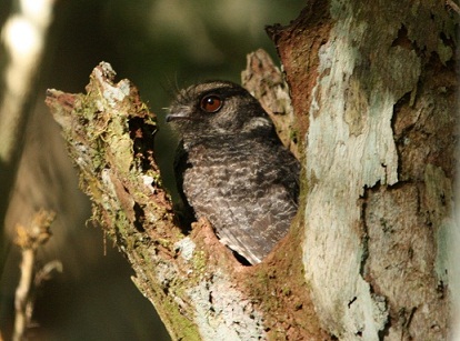 Barred Owlet-nightjar