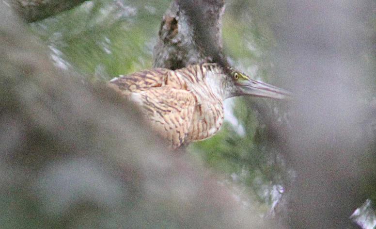 Forest Bittern