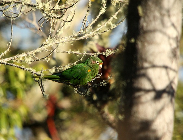 Santa Marta Parakeet