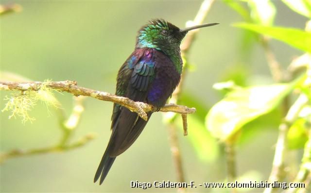    Green-crowned Woodnymph  