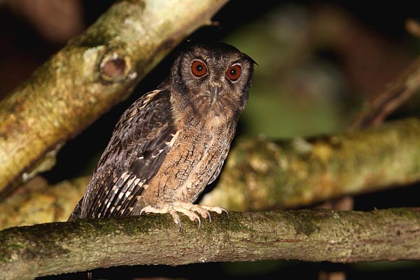 Northern Tawny-bellied Screech-Owl