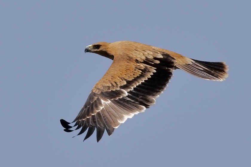 Spanish Imperial Eagle (Aquila adalberti), 1cy