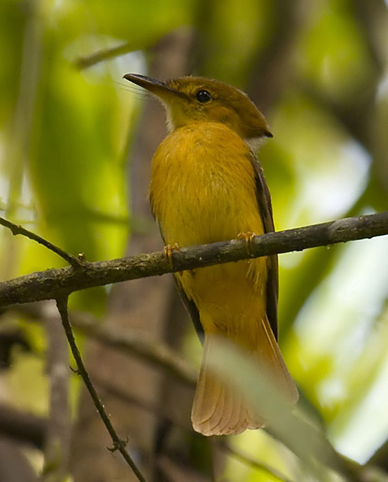 Pacific Royal-flycatcher
