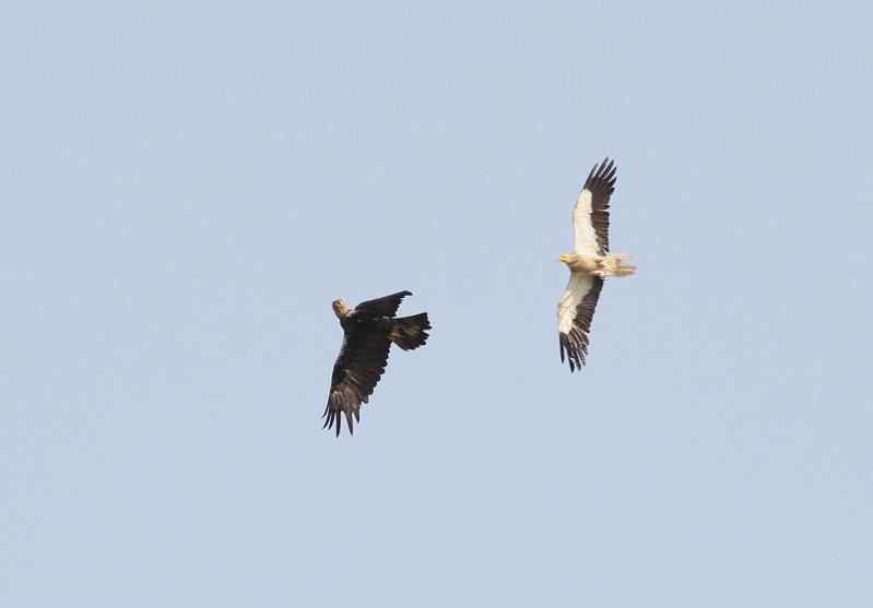 Egyptian Vulture and Spanish Imperial Eagle