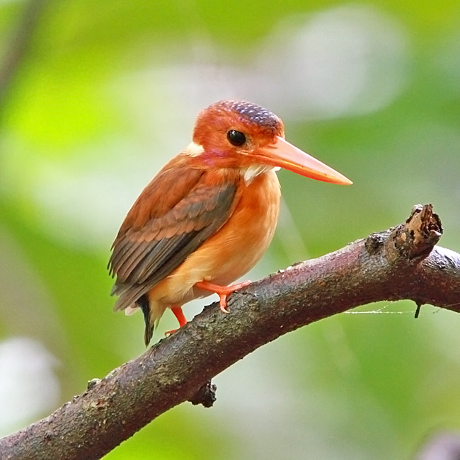 Sulawesi Dwarf Kingfisher