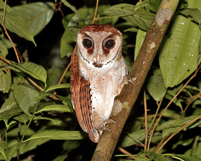 Oriental Bay Owl