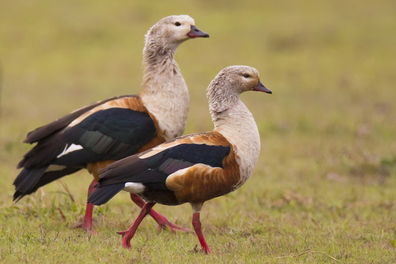 Orinoco Goose