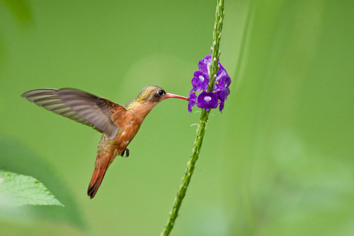Cinnamon Hummingbird  