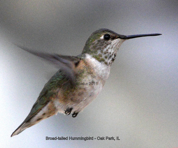 Broad-tailed Hummingbird  