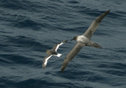 Light-mantled sooty albatross and Antarctic petrel