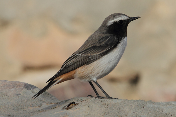 Western Red-tailed Wheatear