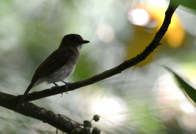 White-throated Jungle-Flycatcher