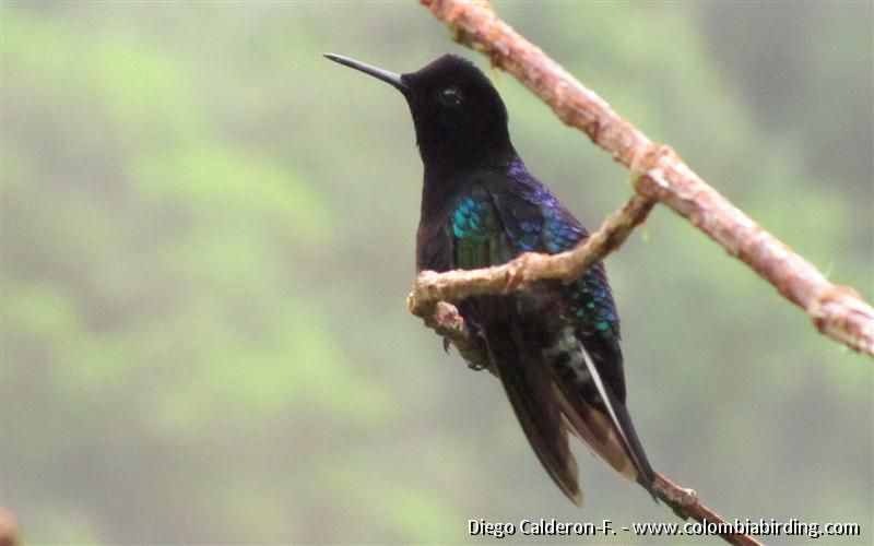 Velvet-purple Coronet