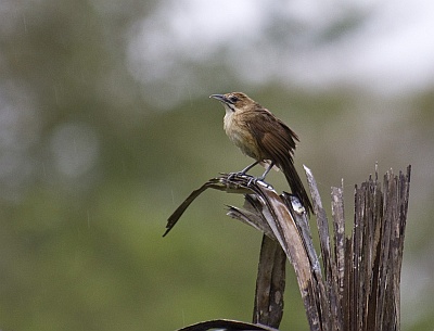 Moustached Grass-Warbler