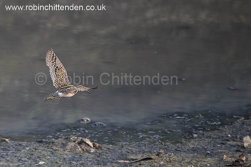 Greater Painted Snipe (Rostratula benghalensis)