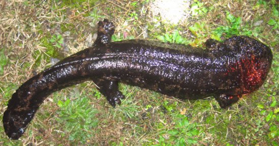 Japanese Giant Salamander 