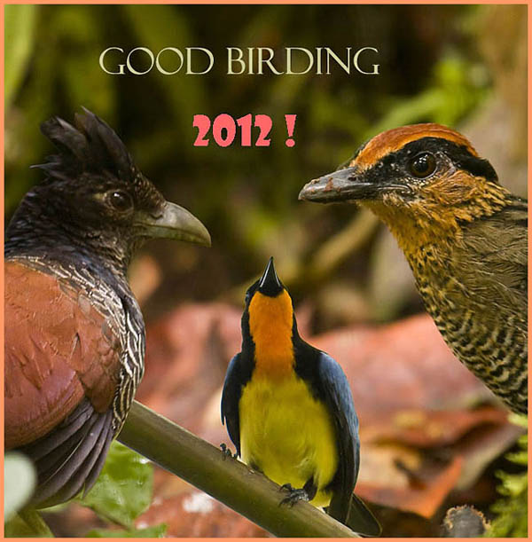 Banded Ground-cuckoo, Rufous-crowned Antpitta & Orange-throated Tanager