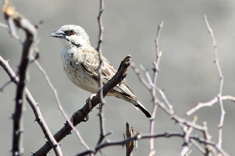 Donaldson-Smith's Sparrow-weaver