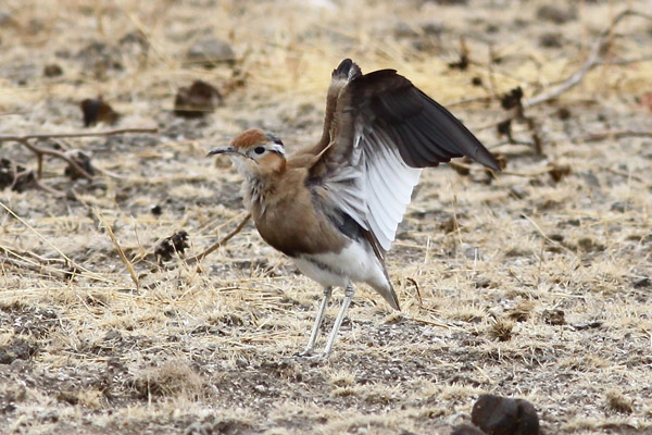 Burchell's Courser