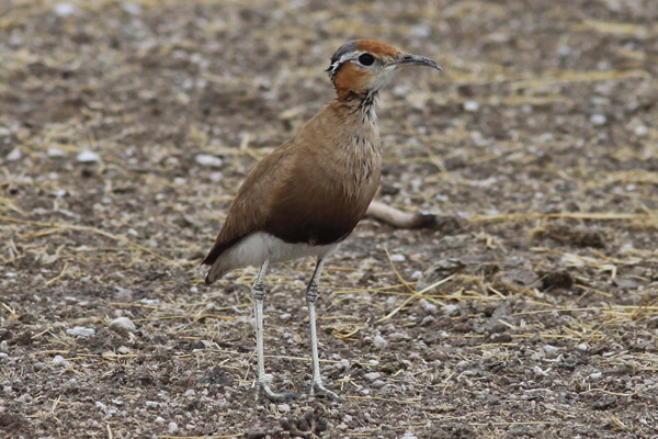 Burchell's Courser