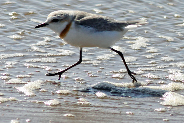 Chestnut-banded Plover