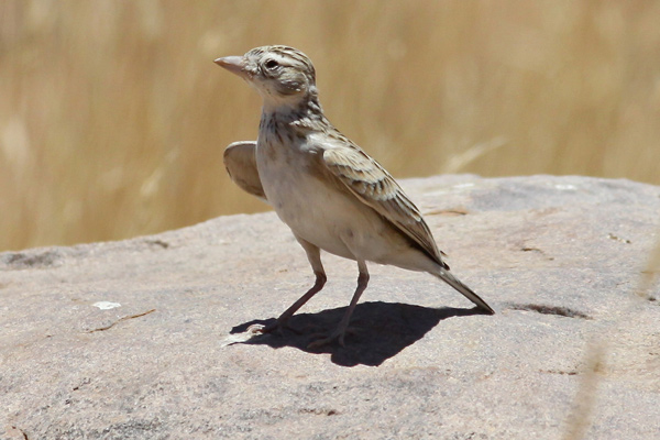 Stark's Lark