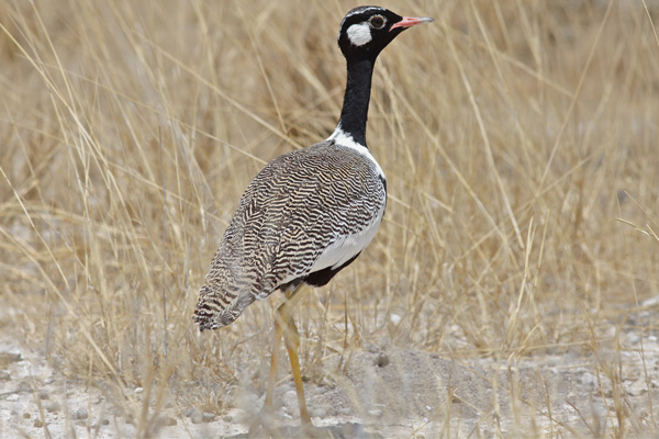 Northern Black Korhaan