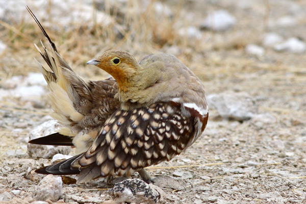 Namaqua Sandgrouse