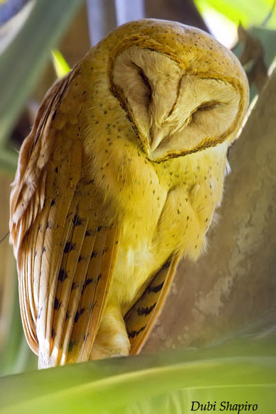 Madagascar Red Owl 