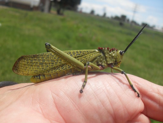 Green Milkweed Locust