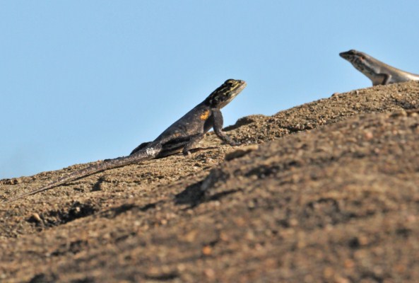 Namibian Rock Agama, female