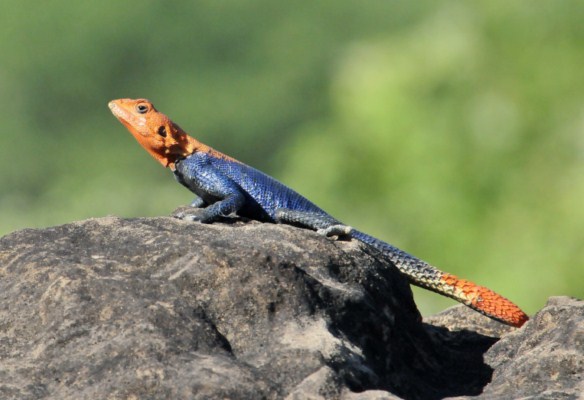 Namibian Rock Agama, male