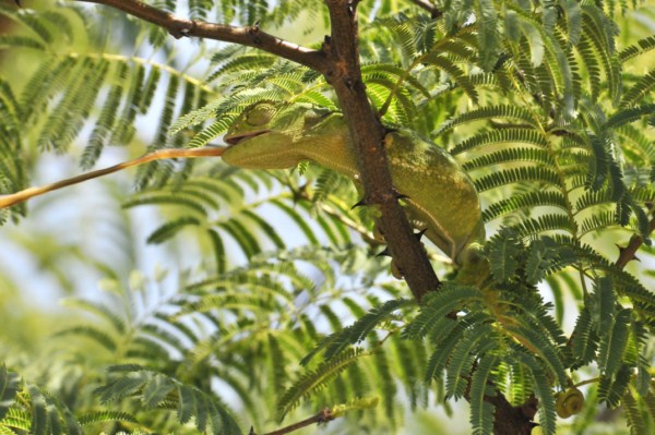 Flap-necked Chameleon