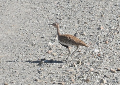 Red-crested Koorhan