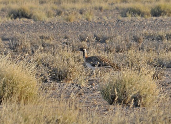 Ludwig's Bustard