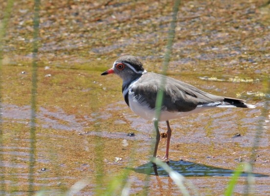 Three-banded Plover