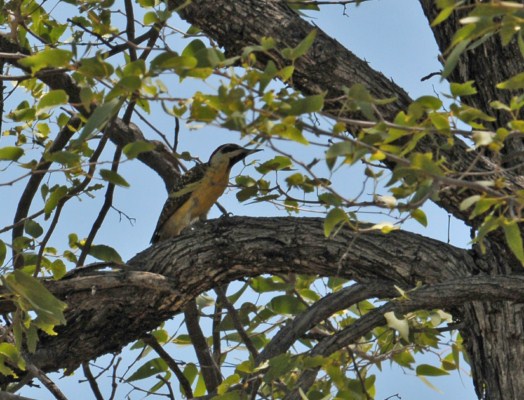 Bennet's Woodpecker