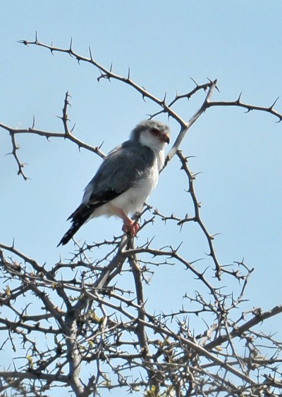 Pygmy Falcon