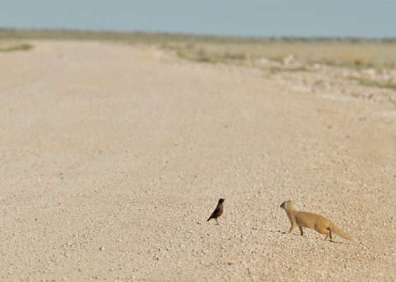 Ant-eating Chat