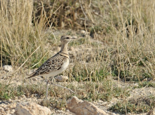 Double-banded Courser