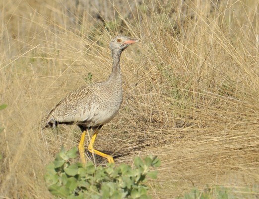 Northern Black Korhaan