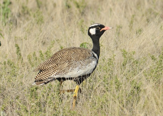 Northern Black Korhaan