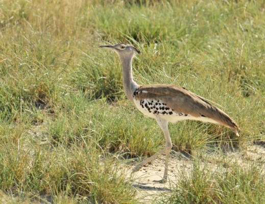 Kori Bustard