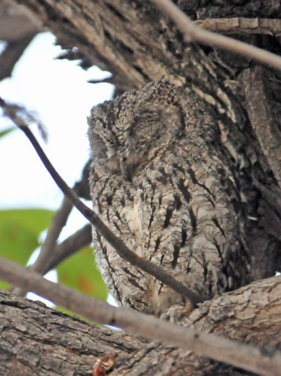 African Scops Owl