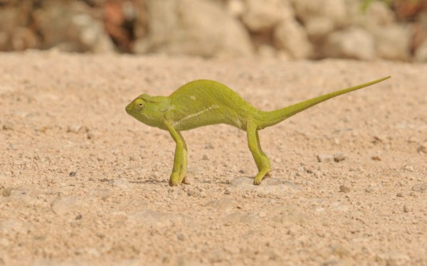 Flap-necked Chameleon